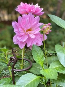 Arden Single Stem Supports, Set Of 2 -Pots - Planters Store 8610375 5703 tif