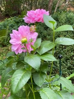 Peacock Classic Plant Support Rings 15", Set Of 2