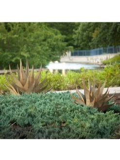 Desert Steel Sharkskin Agave Sculpture -Pots - Planters Store 8610753 05v