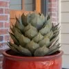 Desert Steel Artichoke Agave Sculpture 1 Desert Steel Artichoke Agave Sculpture -Pots - Planters Store 8610761 01v desert steel artichoke agave