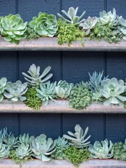 3-Tier Vertical Wall Planter, 3' 11 3-Tier Vertical Wall Planter, 3' -Pots - Planters Store 8611013 055 tif