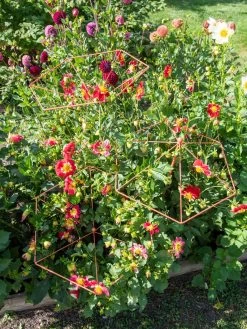 Parasol Plant Supports, Set Of 3 -Pots - Planters Store 8611129 050 tif