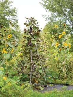 DIY Connector For Teepee Trellis 17 DIY Connector For Teepee Trellis -Pots - Planters Store 8611896 062 tif