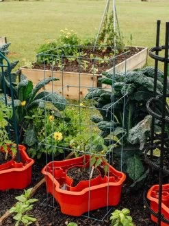 Deluxe Tomato Halos, Set Of 2 -Pots - Planters Store 8612045 226 tif