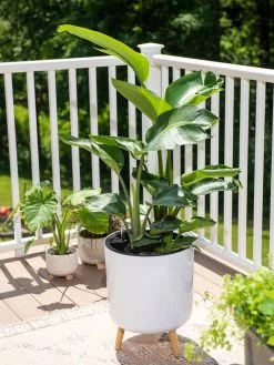 Ava Self-Watering Round Planter 11 Ava Self-Watering Round Planter -Pots - Planters Store 8612692 0001 ava self watering round planter