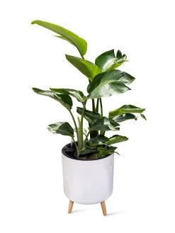 Ava Self-Watering Round Planter 12 Ava Self-Watering Round Planter -Pots - Planters Store 8612692 0002