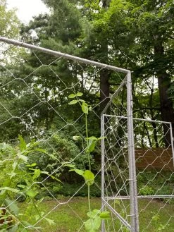 Chicken Wire Pea Trellis -Pots - Planters Store 8612718 7302