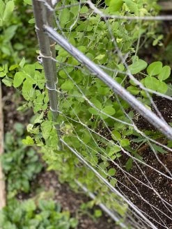 Chicken Wire Pea Trellis -Pots - Planters Store 8612718 7312