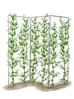Chicken Wire Pea Trellis -Pots - Planters Store 8612718 peatrellis art chicken wire pea trellis