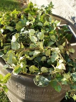 Round Rain Barrel With Planter, 35 Gallons -Pots - Planters Store 8612856WALNT 03V tif