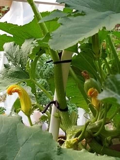 Farmyarn® Multipurpose Garden Tie, 2 Pack -Pots - Planters Store 8612948 01v