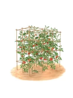 Tomato Six Pack Support -Pots - Planters Store 8613143 art flat