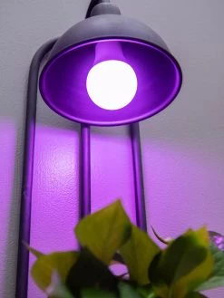 Kira Grow Light Hanging Planter 10 Kira Grow Light Hanging Planter -Pots - Planters Store 8613232 5663