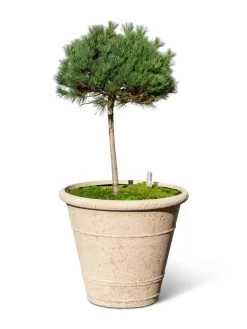 Self-Watering LavaStone® Anson Pot -Pots - Planters Store 8613256 0138