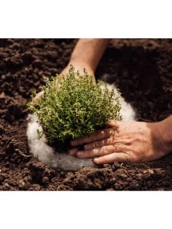 Hortiwool ®, 5 Pad Pack -Pots - Planters Store 8613263 06v