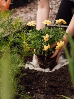 Hortiwool ®, 5 Pad Pack -Pots - Planters Store 8613263 12v