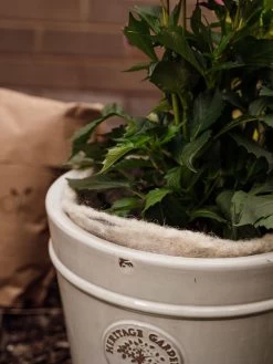 Hortiwool ®, 5 Pad Pack -Pots - Planters Store 8613263 17v