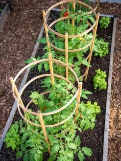 Bamboo Tomato Cages, Set Of 3 13 Bamboo Tomato Cages, Set Of 3 -Pots - Planters Store 8613426 6916