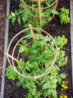 Bamboo Tomato Cages, Set Of 3 14 Bamboo Tomato Cages, Set Of 3 -Pots - Planters Store 8613426 6921