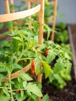 Bamboo Tomato Cages, Set Of 3 15 Bamboo Tomato Cages, Set Of 3 -Pots - Planters Store 8613426 6934