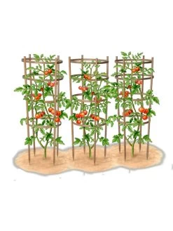 Bamboo Tomato Cages, Set Of 3 18 Bamboo Tomato Cages, Set Of 3 -Pots - Planters Store 8613426 art