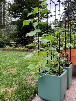 Oasis Self-Watering Tomato Planter With Trellis -Pots - Planters Store 8613440 02TEST