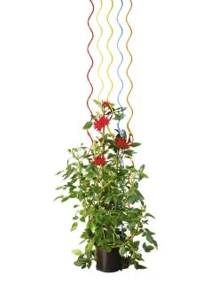 Rainbow Spiral Supports, Set Of 5 15 Rainbow Spiral Supports, Set Of 5 -Pots - Planters Store GS36377 03S tif